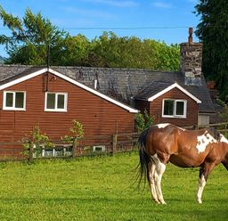 A horse grazing in a field near a wooden house at Bryn Y Garreg Cottage - The Wireless Free Farm, Llangadfan near Llanwddyn