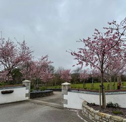 A driveway entrance with a white and stone wall and pink blossom trees at Little Hillside in Redruth