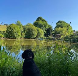 A dog sitting near a pond surrounded by grass and trees with a small boat and a wooden shed in the background at Owl Cottage in Ashen Cross Pelynt