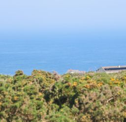 A view of green bushes with yellow flowers and houses with a large body of water in the background at Little Victory in Pendeen