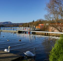 A lake with swans and ducks near a wooden dock and cabins at Lily Rose Lodge White Cross Bay near Troutbeck Bridge