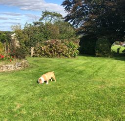 A garden with green grass red flowers bushes trees and a dog on the grass at Greenhaven in Narberth