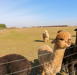 A fenced grassy field with several alpacas standing near the fence at Alpaca Lodge in Barkston