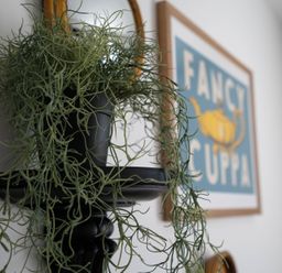 A black wall-mounted planter with green hanging plant and a framed art print with the text fancy cuppa