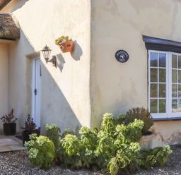 Exterior corner of a beige house with a white door a window a hanging plant a wall lamp and green shrubs at Badgers Den in Budleigh Salterton
