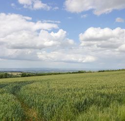 A field with crops and blue sky at Stumps Cross Lodge Upper Coscombe near Winchcombe