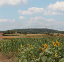 A field of sunflowers with a house and rolling hills at Foxes Den, Pendomer near Yeovil, Somerset