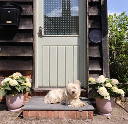A dog sitting on steps in front of a door at Upper Pandy Farm in Berriew near Welshpool