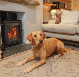 A living room with a dog in front of a fireplace at Woodedge in Porlock