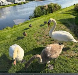 two swans and several ducks near a waterway at Lakeland Leisure Park - Holiday Accommodation 20788 in Flookburgh
