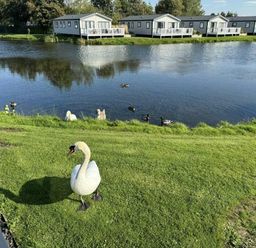a swan by the water with holiday lodges in the background at Lakeland Leisure Park - Holiday Accommodation 20788, Flookburgh