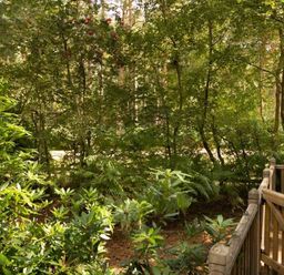 a wooded area with green plants and trees at Kelling Heath Holiday Park - Kelling Heath