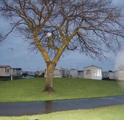 a tree in a grassy area with several holiday caravans in the background at Edwards Leisure Park - Holiday Accommodation 318 in Towyn