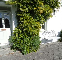 An outdoor area with a door, bench, and plants at Mount Pleasant in Padstow