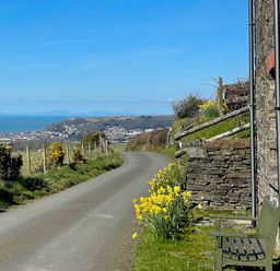 A road with yellow flowers and a bench at Penpegws near Aberystwyth