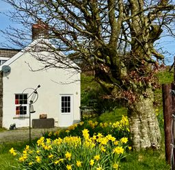 A house surrounded by flowers and a tree at Penpegws near Aberystwyth