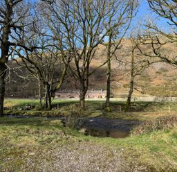 A landscape with trees and a stream at Pandora in Holmrook