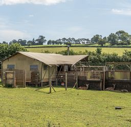 A tent structure with a wooden deck and deer in an outdoor area at Luxury Safari Lodge Sleeps 4/6 Deer Park Dogs Ok Zeal Monachorum near Bow