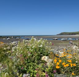 A beach with boats in the water and flowers in the foreground at Hafan y Tyddyn 
