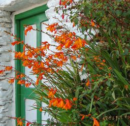 An exterior white stone wall with a green door and orange flowers in front at Nanas House in Allihies County Cork