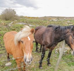 Two ponies standing behind a wire fence in a grassy field at Mary Kate's Cottage in Narin County Donegal