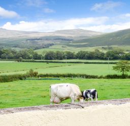 A green field with two cows grazing and hills in the background at Fell View Cottage in Bootle near Millom