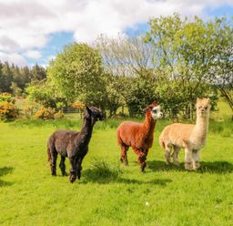 Three alpacas standing on grass with trees and bushes in the background at Moorgair Cottage in Slaley near Hexham