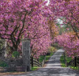 A pathway lined with wooden fences and pink flowering trees at Bassicks Hawkshead