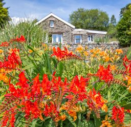 A garden with red and orange flowers in front of a stone house with trees in the background at Bwythyn Y Wennol in Nantmor near Beddgelert