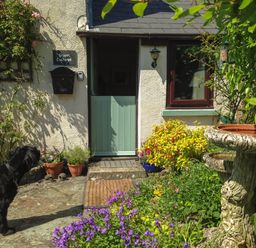 A garden area with purple flowers a dog and a light blue half door at Groom Cottage in Poughill near Bude