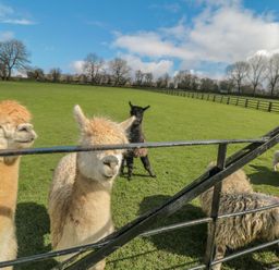 A green field with alpacas and sheep behind a metal gate at Ericas eaven in Farndale near Kirkbymoorside