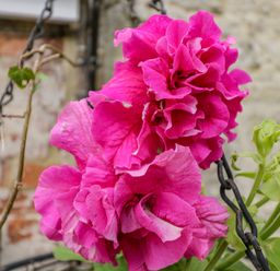 A close up of pink flowers hanging in a basket with a chain and a stone wall background at Old Cart Shed Lyneham near Royal Wootton Bassett