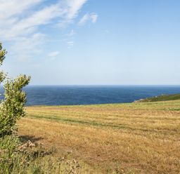 A field with a bush and ocean view at Tregiffian Vean Sennen Cove