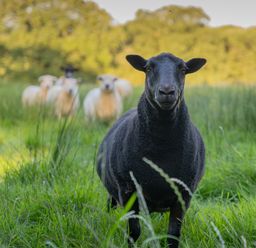 A black sheep standing in the grass with white sheep in the background in a field at The Milking Parlour in Highampton