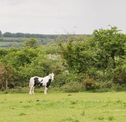 A black and white horse standing in a grassy field with green trees and hills in the background at Nestling Barn Peter Tavy near Tavistock