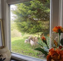 View through a window with sheep outside at The Old Workshop in Knowstone