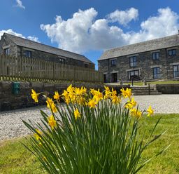 Yellow flowers with gravel driveway and two stone buildings under blue sky at Marhayes in Camelford