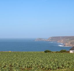 A field with crops by the sea with cliffs and a house at Kerensa ha-Kres in Sennen