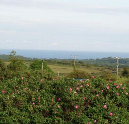 A view of green bushes with pink flowers hills and the ocean in the background at Halvosso in Falmouth