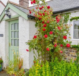 A small cottage entrance with a pale green door surrounded by red climbing roses and green plants at Goslings Bradford Holsworthy