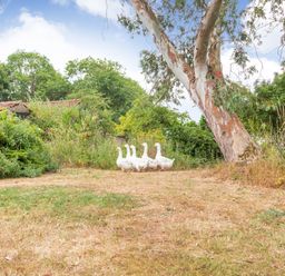 A group of white geese walking on dry grass near a tree and dense green bushes at The Hen House in Diss near Gissing