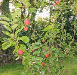 A small apple tree with red apples growing outdoors on grass at Beehive Cottage in Kilbrittain County Cork