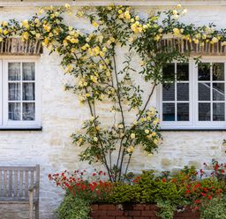 A white stone wall with two windows a wooden bench and yellow climbing roses with red flowers below at The Old Carriage Court in Kidwelly