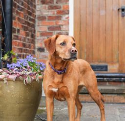 A brown dog standing on a patio next to a large plant pot with flowers and a wooden door in the background at Manor Cottage in Northallerton