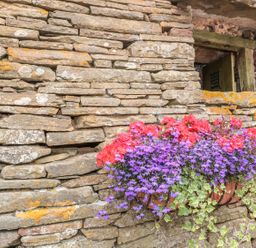 A stone wall with a small window and a flower pot containing red and purple flowers and green vines at The Cow Cott in Hereford