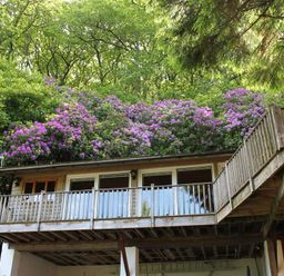 A wooden balcony with railings in front of windows with trees and purple flowers behind at Treetops in Woody Bay