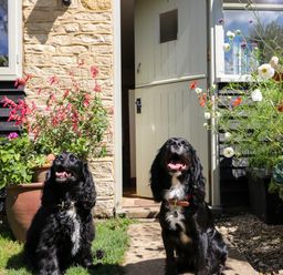 Two black dogs sitting outside a stone house with potted plants near an open door at Henmarsh Cottage in Moreton-In-Marsh