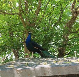 A peacock standing on a roof with trees in the background at Beggars Roost in Penhallow