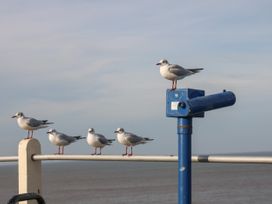 Pebbles - Norfolk - 1039419 - thumbnail photo 32