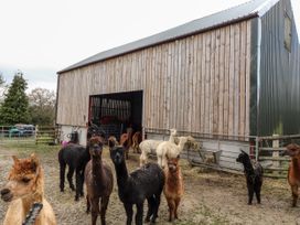 Colomendy Alpaca Farm - Farm House - North Wales - 1071824 - thumbnail photo 28
